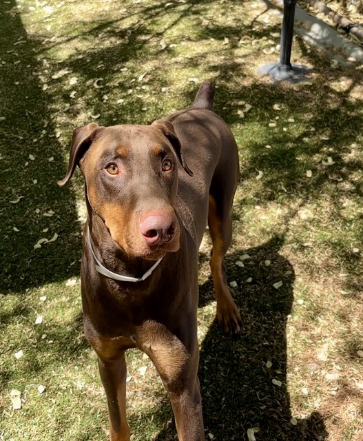 Kairo, a Doberman Pinscher, available for adoption