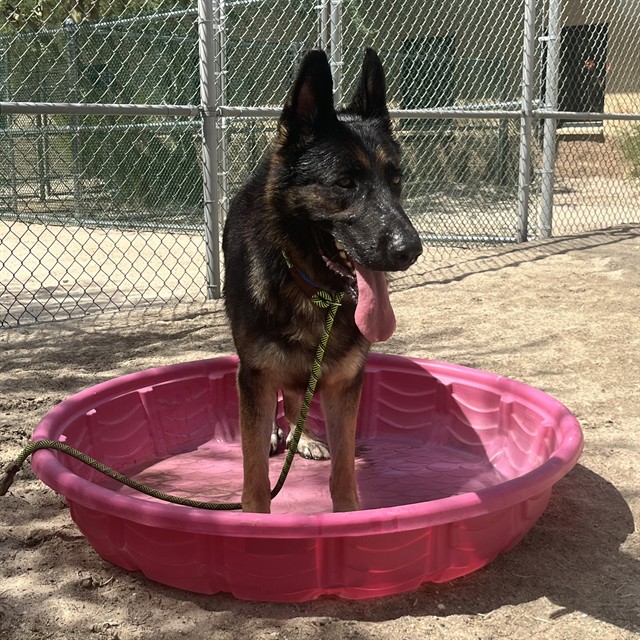 Marky, a German Shepherd (mix breed), available for adoption