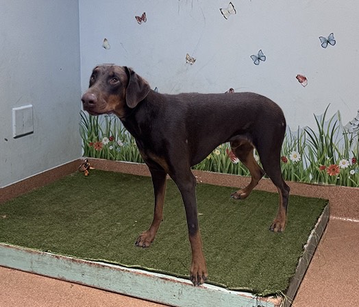 Kardo, a Doberman Pinscher, available for adoption