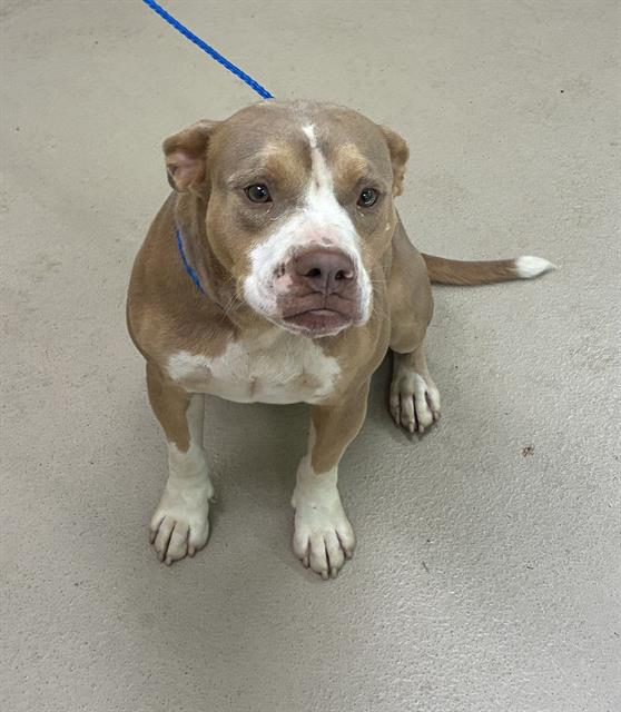 Ja Varris, a Pit Bull Terrier, available for adoption
