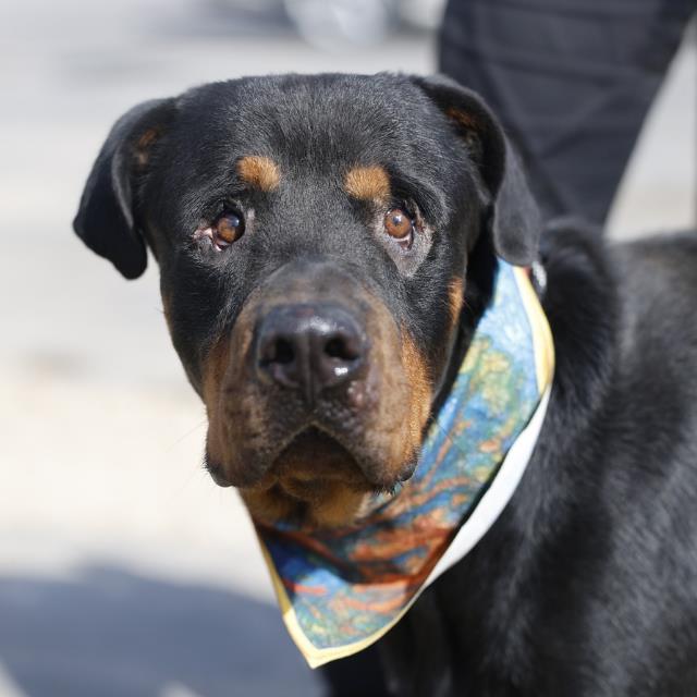 Zuko, a Rottweiler (mix breed), available for adoption