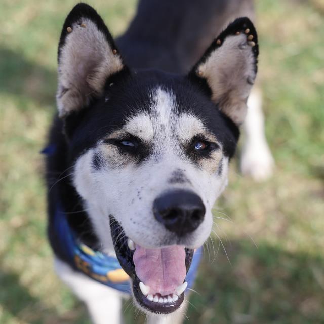 B-Rad, a Siberian Husky (mix breed), available for adoption