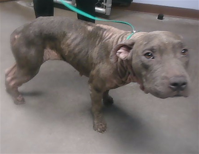 Name Unknown, a Bullmastiff (mix breed), available for adoption