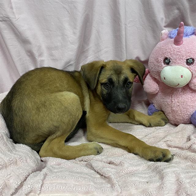 Harper, a German Shepherd, available for adoption