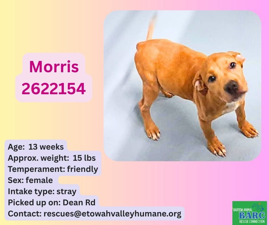 Morris, a Retriever, available for adoption