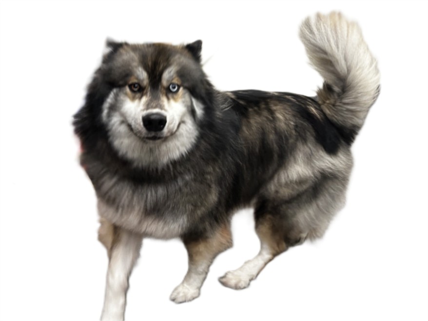Nanook, a Alaskan Malamute, available for adoption