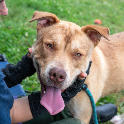 Kovalan, a American Staffordshire Terrier (mix breed), available for adoption