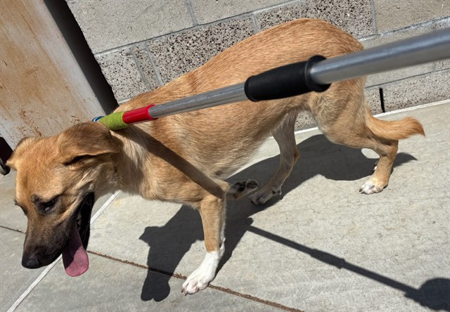 Rambo, a German Shepherd, available for adoption
