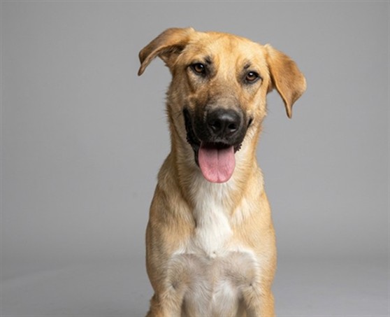 Rambo, a German Shepherd, available for adoption