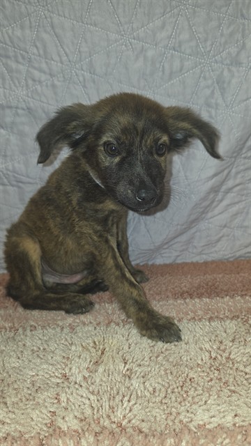 Forge, a Labrador Retriever, available for adoption