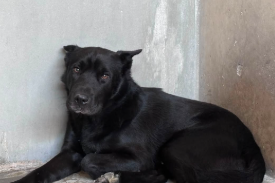 Taz, a German Shepherd (mix breed), available for adoption