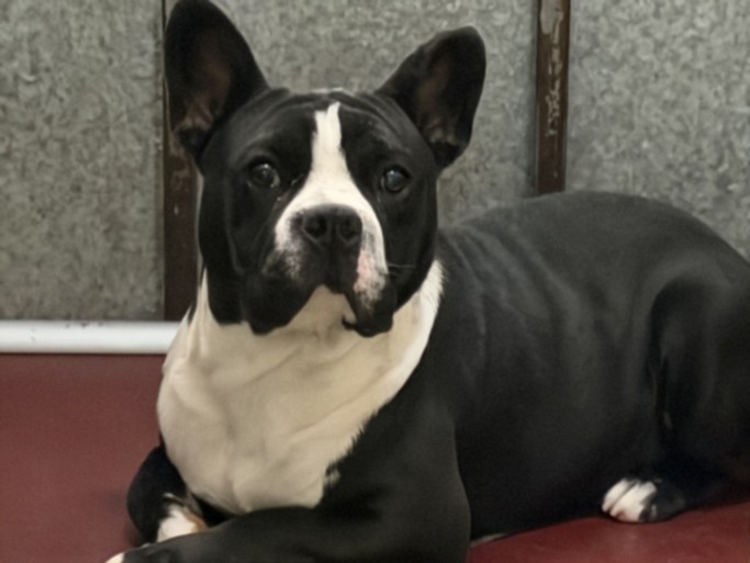Cubin, a Pit Bull Terrier, available for adoption