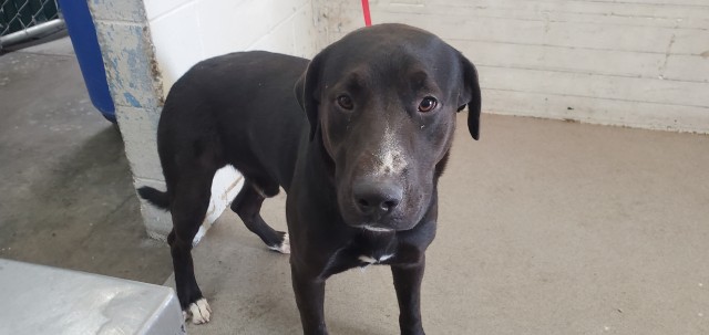 Eduardo, a Labrador Retriever (mix breed), available for adoption