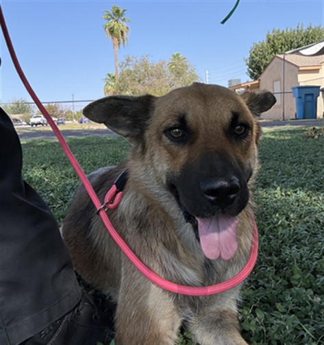 Raspberry, a German Shepherd (mix breed), available for adoption