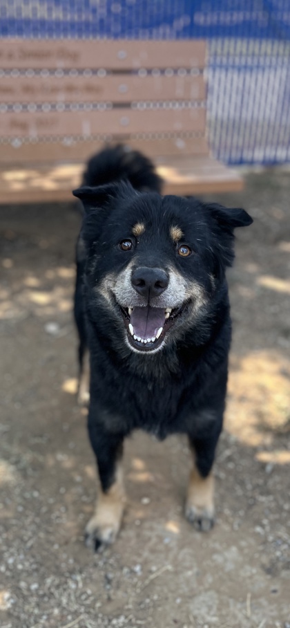 King Koopa, a Rottweiler, available for adoption