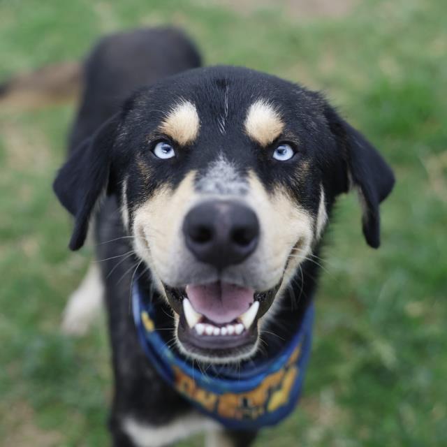 Harry, a Shepherd (mix breed), available for adoption