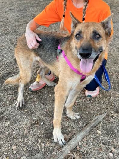Hachi, a German Shepherd (mix breed), available for adoption