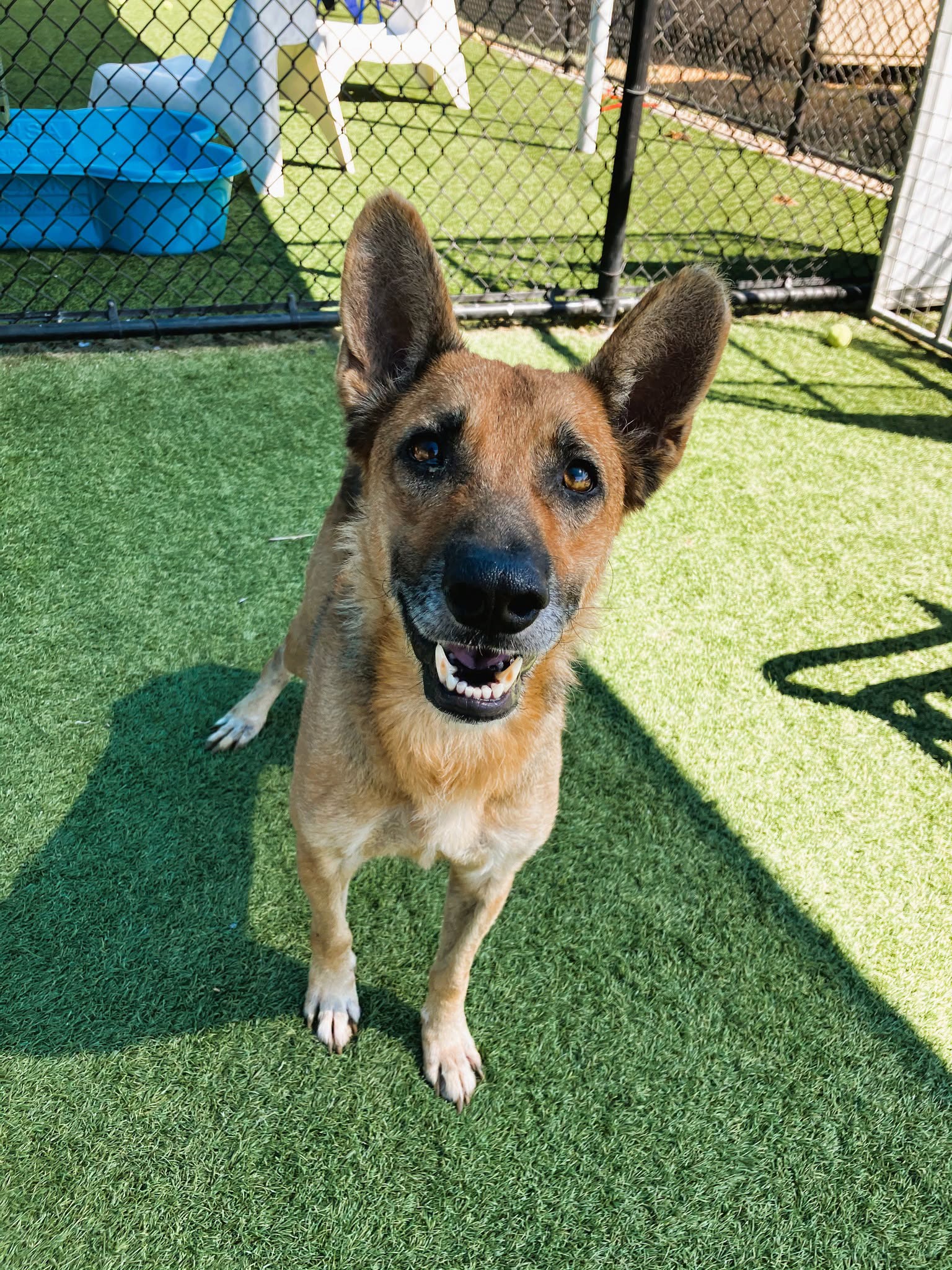 Other Photos of thie Dog