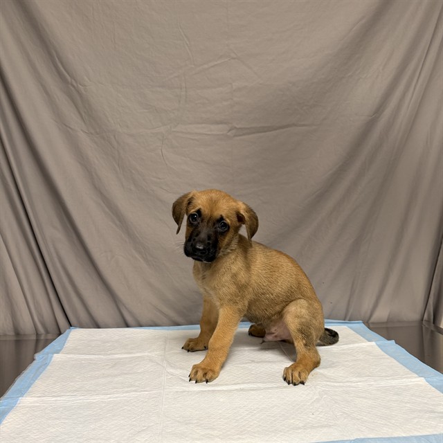 Jolly Roger, a German Shepherd, available for adoption