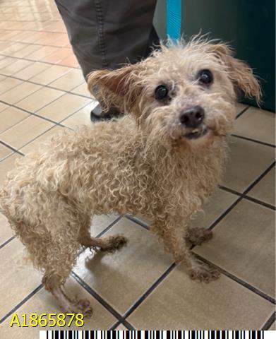 Muneka, a Poodle, available for adoption