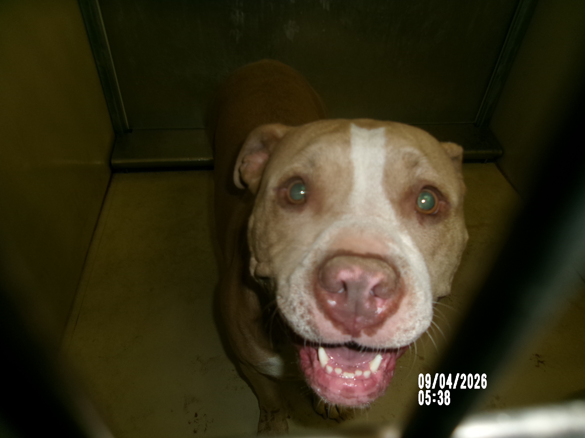 Telsa, a Staffordshire Bull Terrier (mix breed), available for adoption