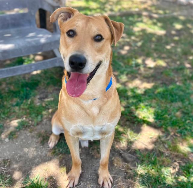 Mr. Bill, a Pit Bull Terrier (mix breed), available for adoption