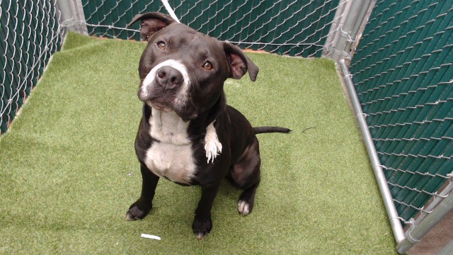 Lars, a Bullmastiff, available for adoption
