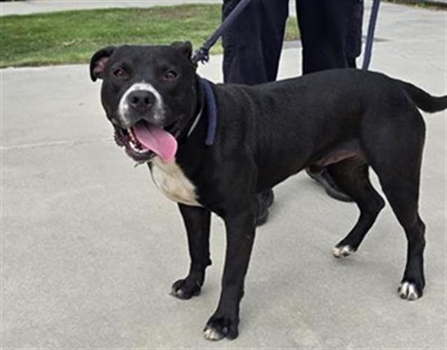 Lars, a Bullmastiff, available for adoption