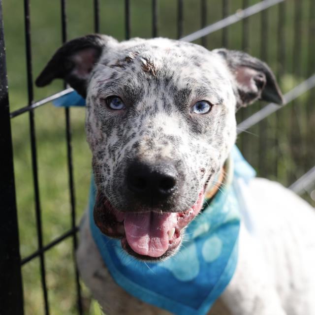 Uno, a Catahoula Leopard Dog (mix breed), available for adoption
