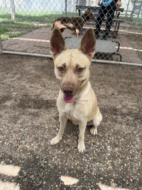 Apple, a Staffordshire Bull Terrier (mix breed), available for adoption