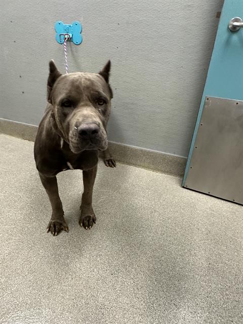Dijor, a Cane Corso Mastiff, available for adoption