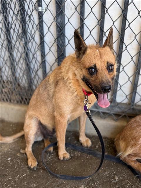 Rosey, a Cattle Dog, available for adoption