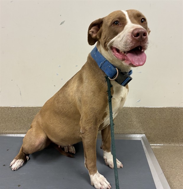 Sweetie Bear, a Bullmastiff, available for adoption