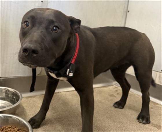 Kat, a Pit Bull Terrier (mix breed), available for adoption