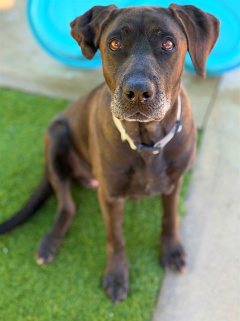 Kacey, a Labrador Retriever, available for adoption