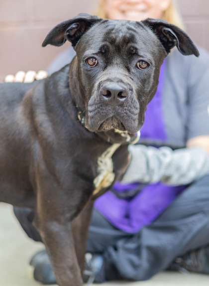 Nevriss, a American Bulldog (mix breed), available for adoption