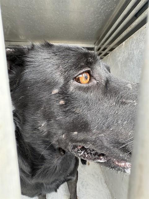 A035192, a Flat-coated Retriever, available for adoption
