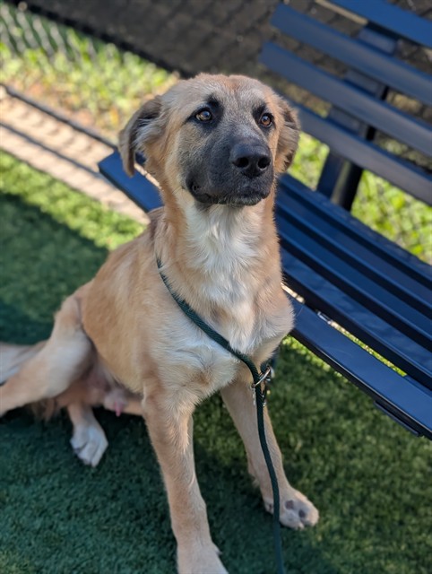 Prince, a Anatolian Shepherd (mix breed), available for adoption