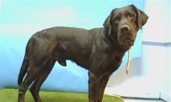Bearry, a Labrador Retriever, available for adoption