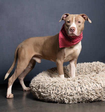 Juggernaut, a Pit Bull Terrier (mix breed), available for adoption