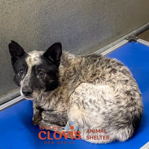 Huff, a Australian Cattle Dog/Blue Heeler (mix breed), available for adoption