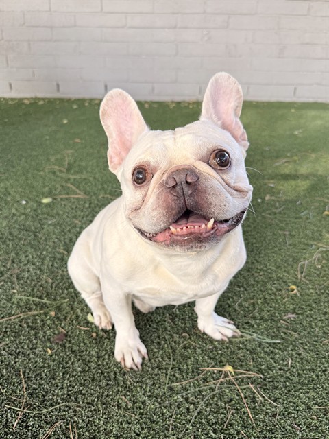 Tommy Egann, a French Bulldog, available for adoption