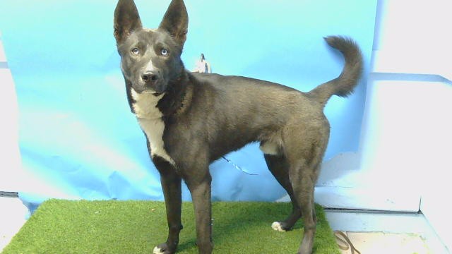 A5806236, a Siberian Husky, available for adoption