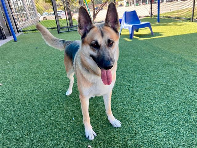 Rocky, a German Shepherd, available for adoption