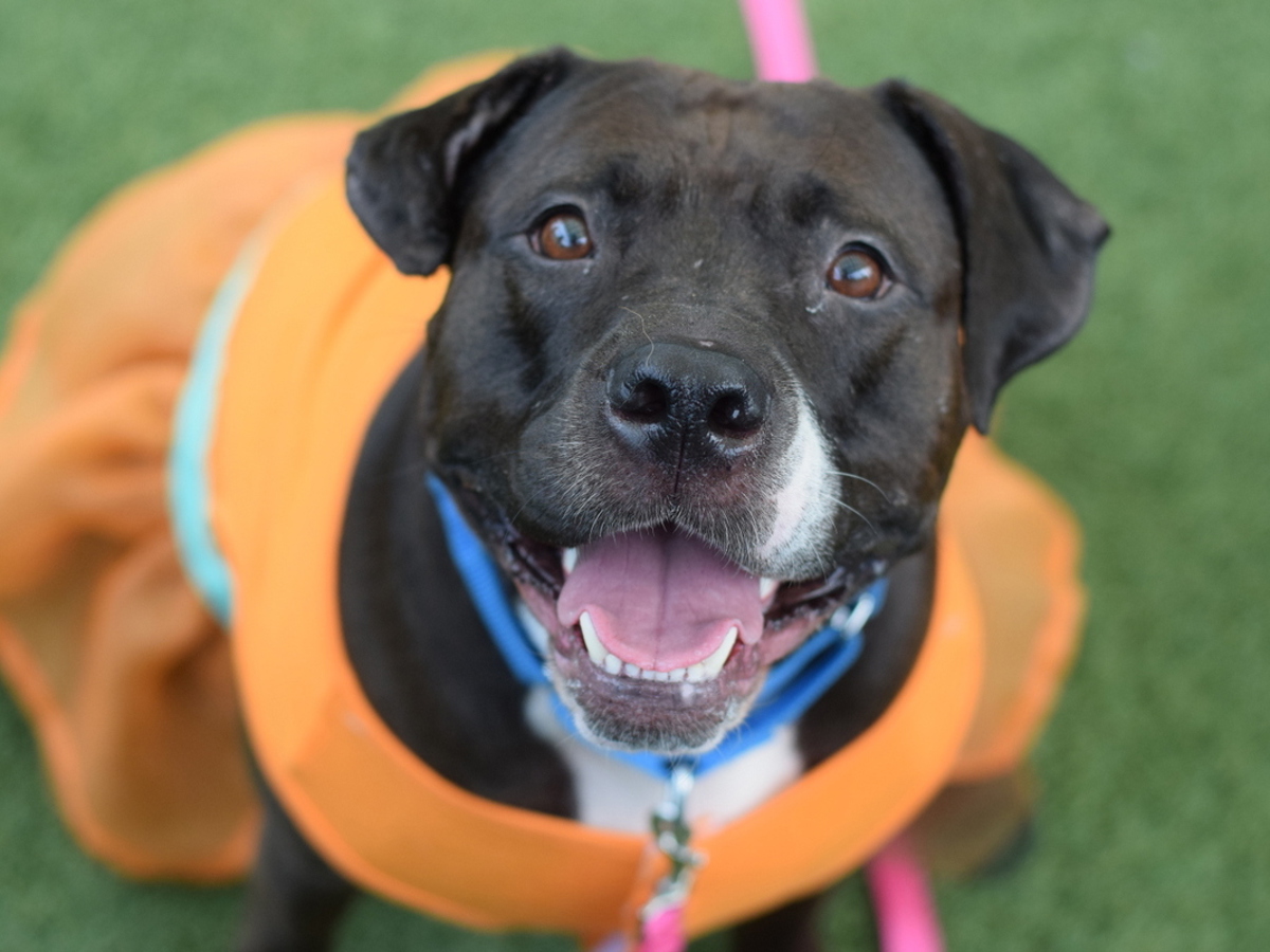 Rice Cake, a American Bulldog, available for adoption