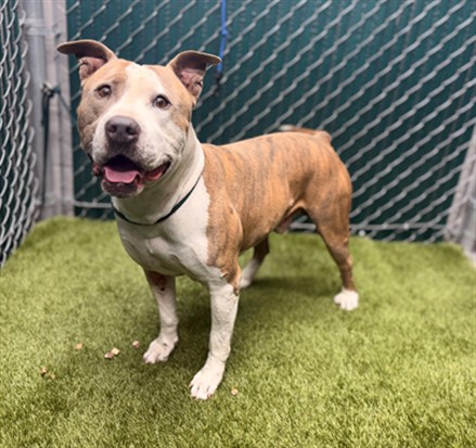 Shaq, a Bullmastiff, available for adoption