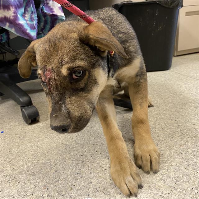 A615527, a German Shepherd, available for adoption