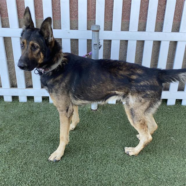 Daniel, a German Shepherd, available for adoption