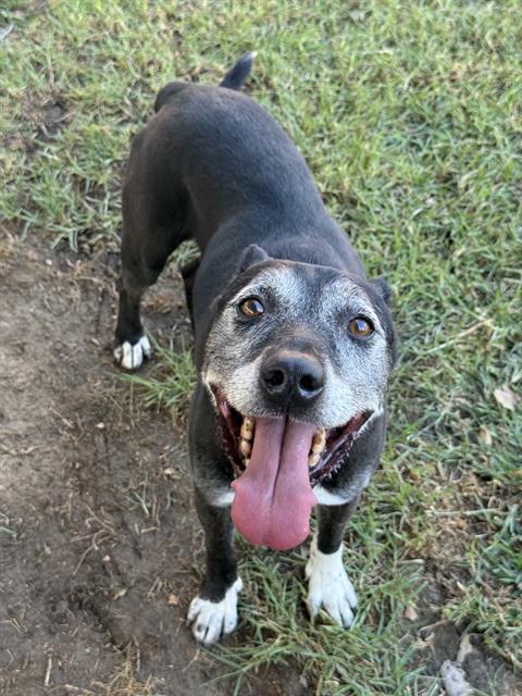 Zeus, a Pit Bull Terrier (mix breed), available for adoption