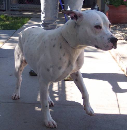 Other Photos of thie Dog